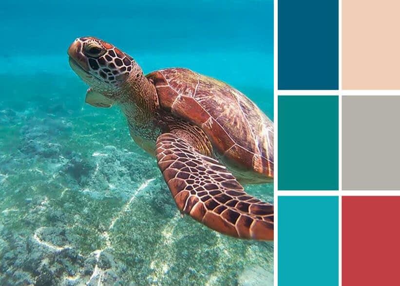 Sea turtle image with color blocks pulled out